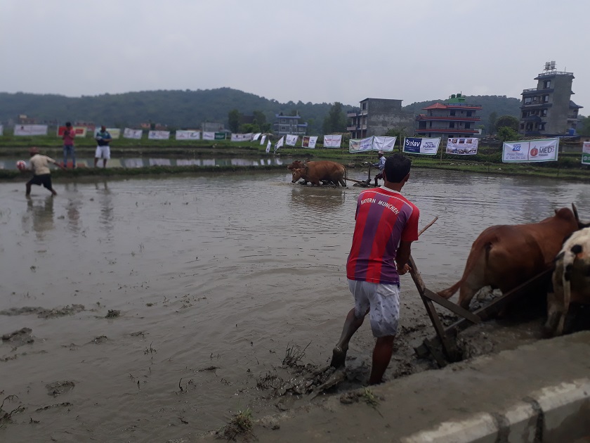  चितवनमा रोपाहार पाउन छाडेपछि धान रोपाइँ गर्न कठिन